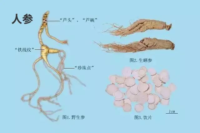 每天学习一味中药,每日认识一味中药药材人参篇