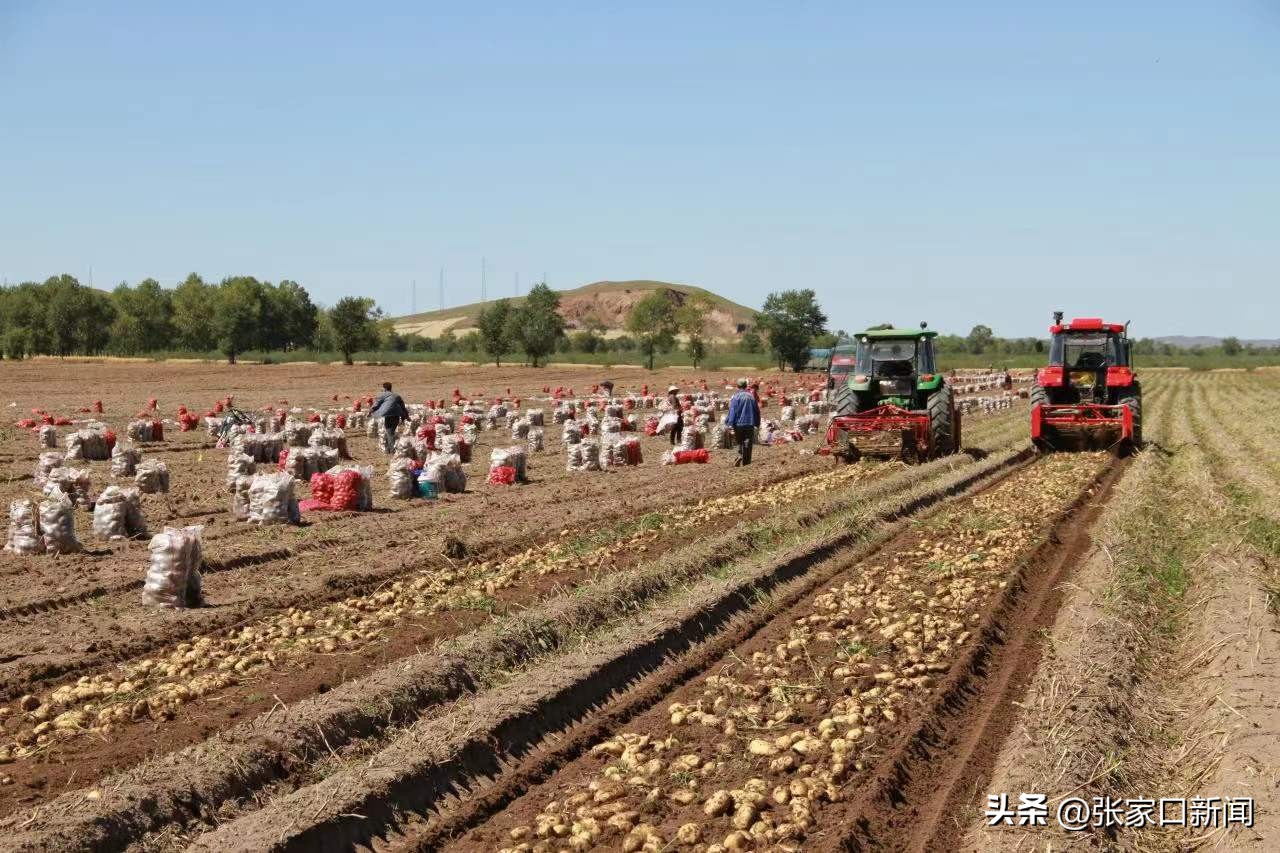 张家口沽源马铃薯基地,张家口沽源县马铃薯种植
