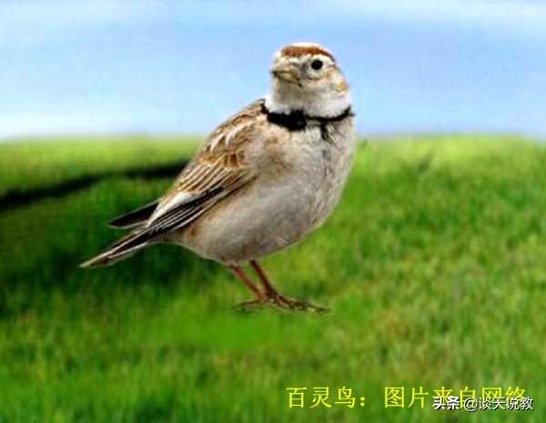 发展特色养殖力推精准扶贫,发展畜牧产业助力乡村振兴标语