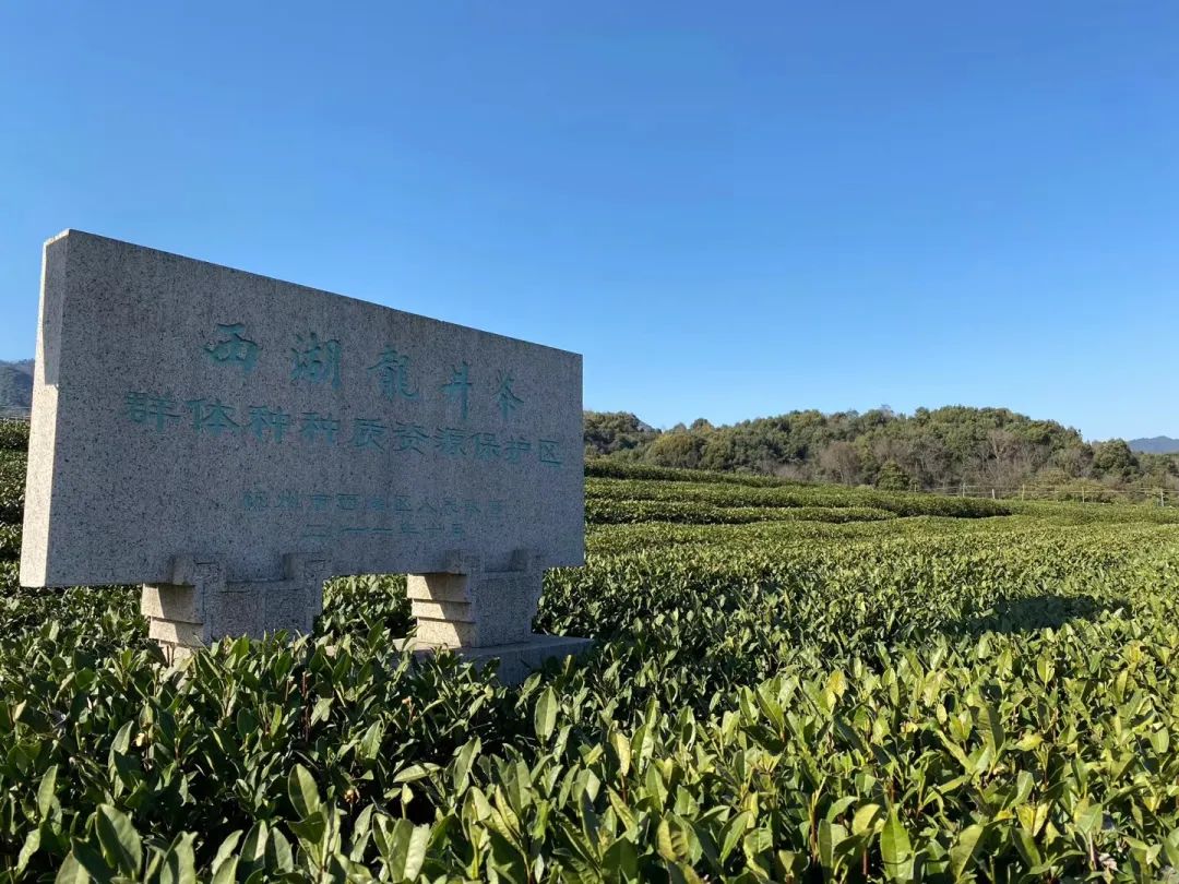 春茶关键词是什么,拓宽春茶销售渠道