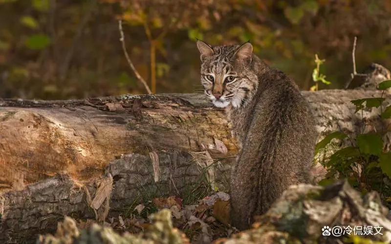 猫咪为什么是小老虎呢,刚出生的猫咪跟老虎一起长大