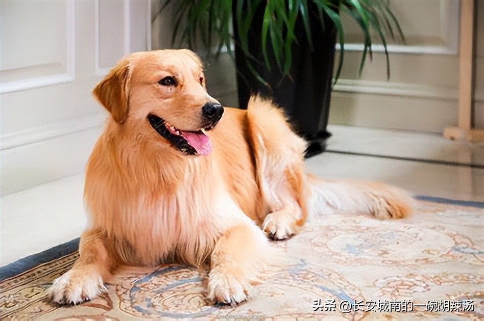 100种名犬价格,世界名犬排名前100图巴哥犬