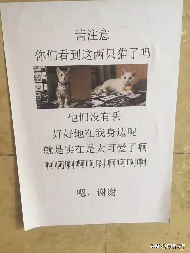 猫拉粑粑拉不出来不吃东西,猫老是叫还到处拉尿怎么办