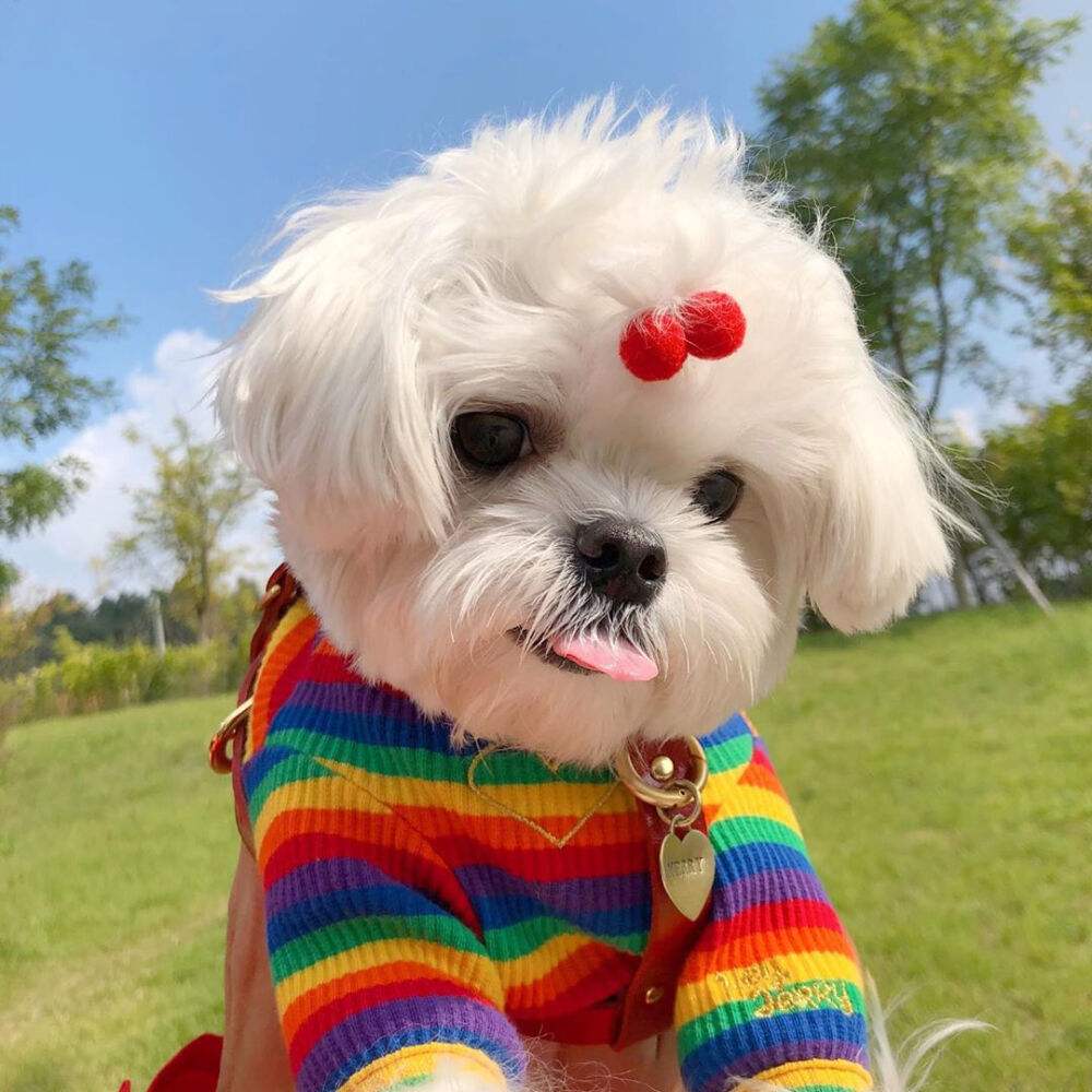 全网最受欢迎的十位狗狗,受欢迎的十大狗第一排为土狗