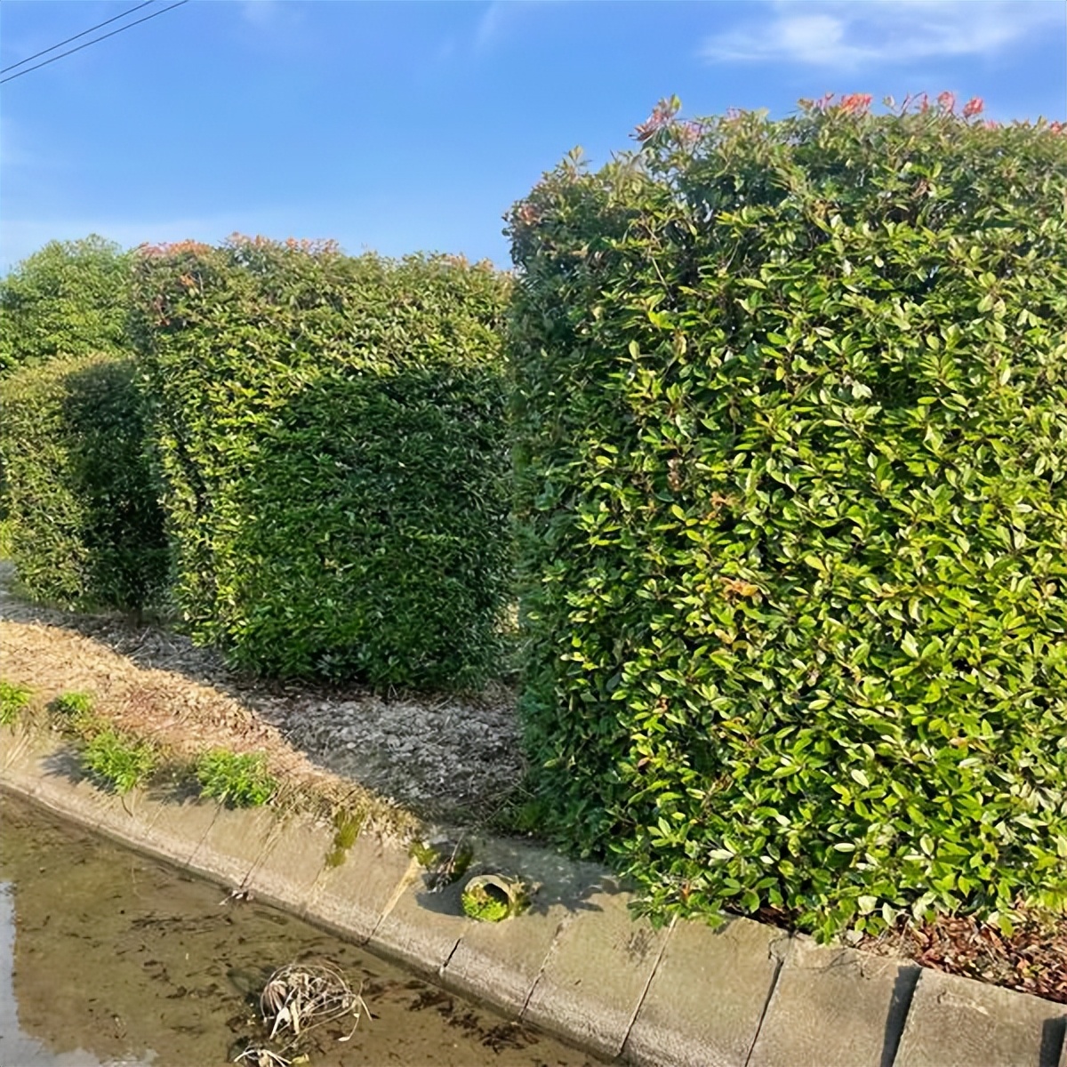 4米的红叶石楠柱价格是多少,金华红叶石楠柱批发价格