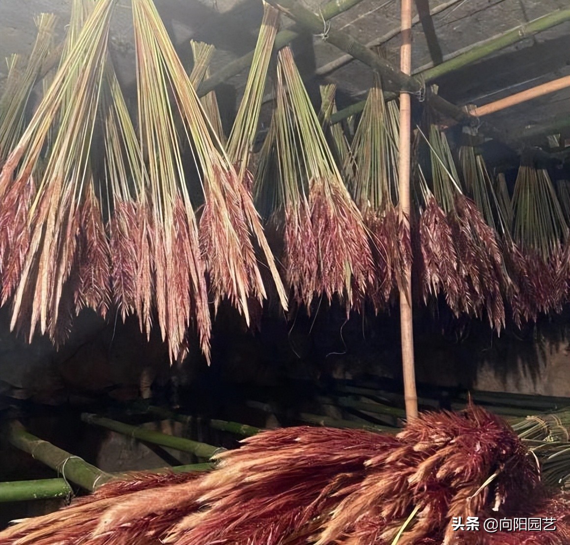 芦苇能卖多少钱,芦苇可以卖多少钱