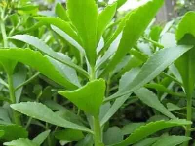 救心菜栽培,救心菜分株种植技术