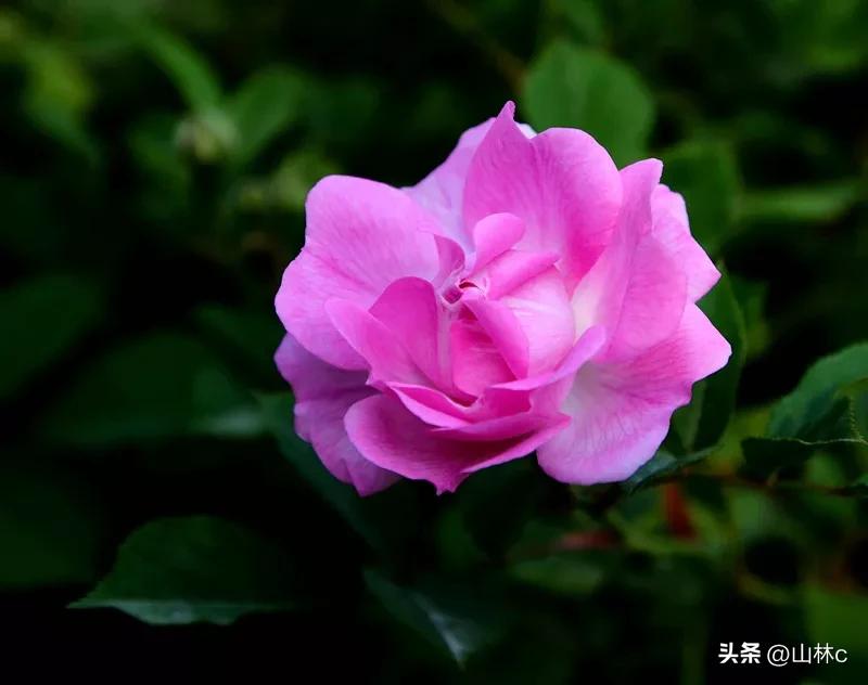 各种各样的鲜花尽情开放争芳斗艳,各种颜色的鲜花开得好美丽动人