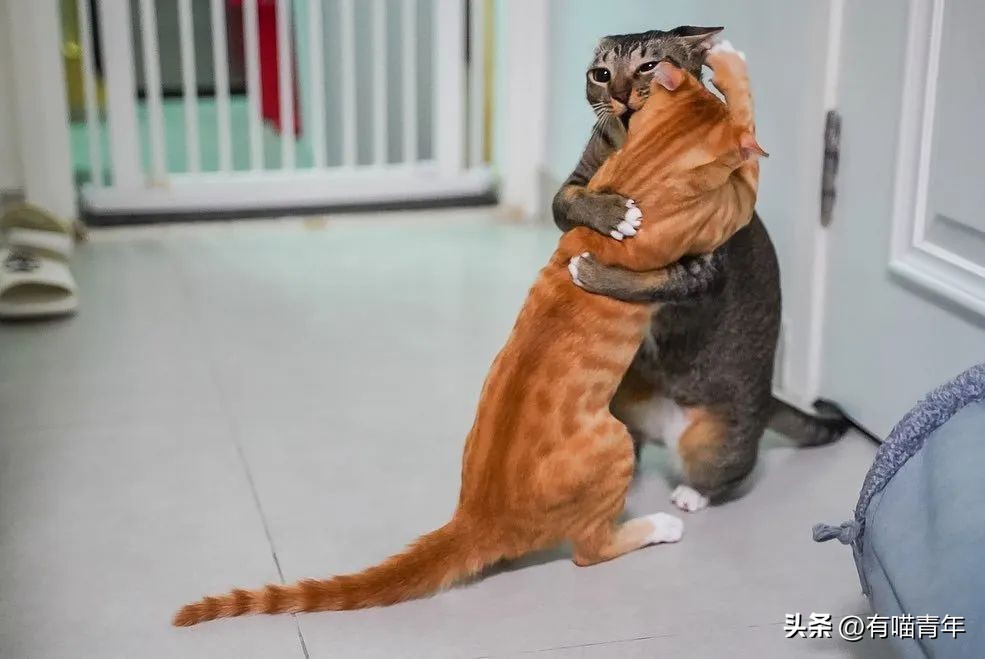 鑷粠鍏讳簡鐚氨鍐嶄篃娌℃湁涔拌繃琛ｆ湇,鑷粠鍏讳簡鐚氨娌＄粰鑷繁涔拌繃闆堕