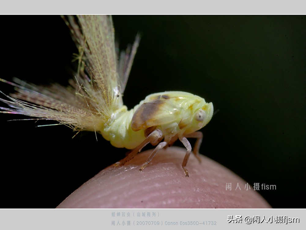 近距离拍摄昆虫小动物,常见昆虫微距摄影活动