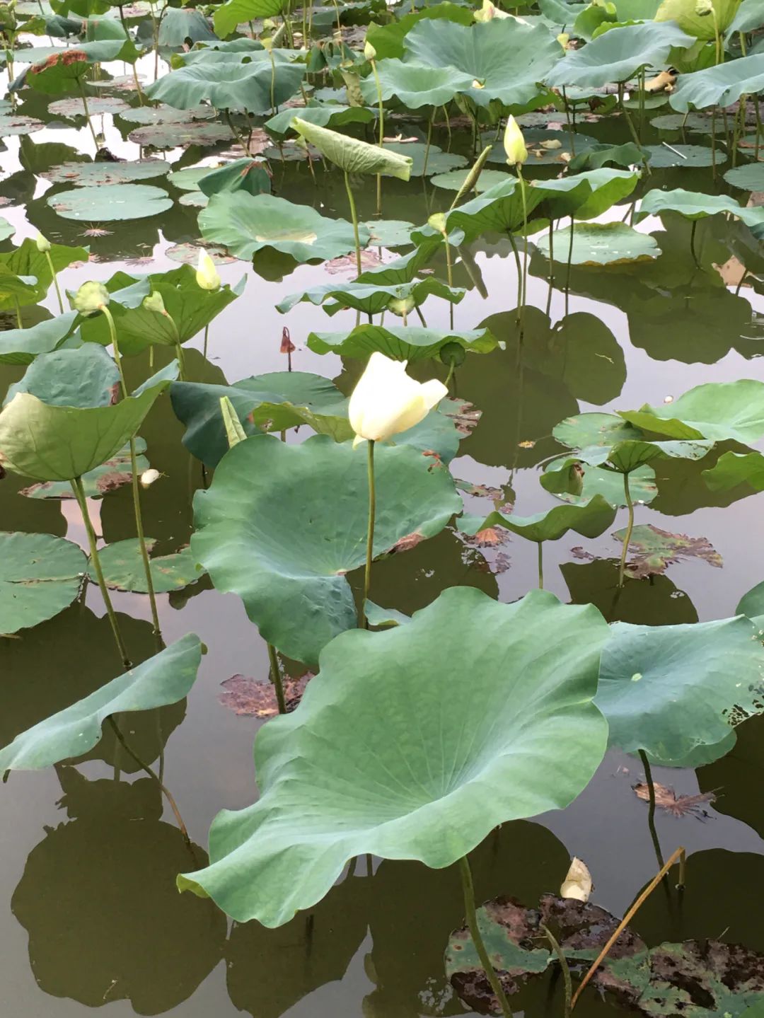 《旭光骑行深圳》第35站——罗湖区笋岗街道