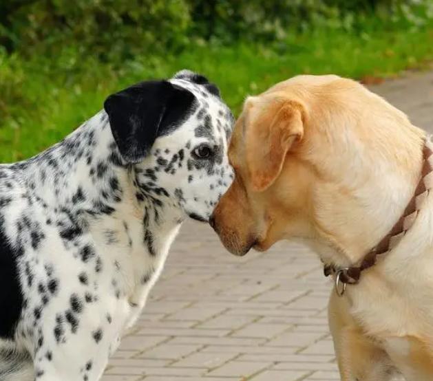 狗狗在配种时，为什么不能去打扰呢？