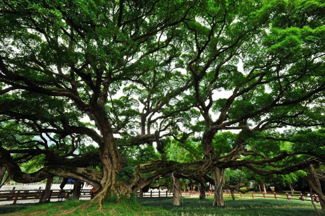 顶楼居民楼顶种榕树,楼顶种榕树后续