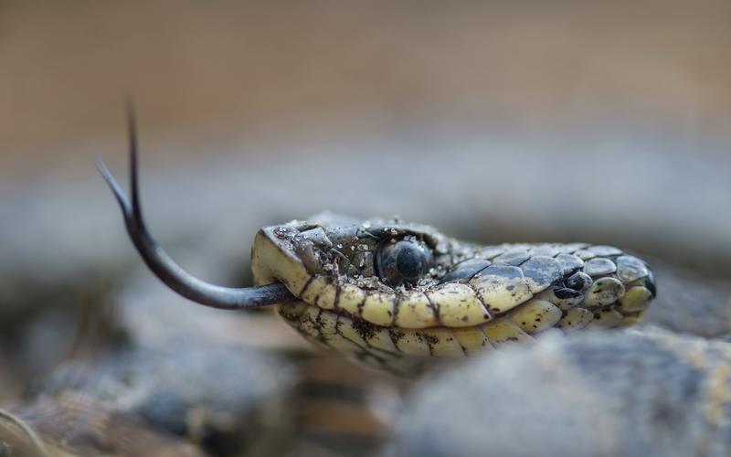 盘点十大难以杀死的动物,被砍了头的鸡还能活多久