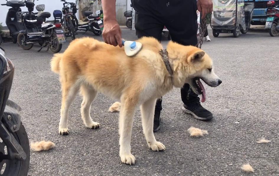 狗市捡漏博美犬260元,狗市捡漏300买高加索犬