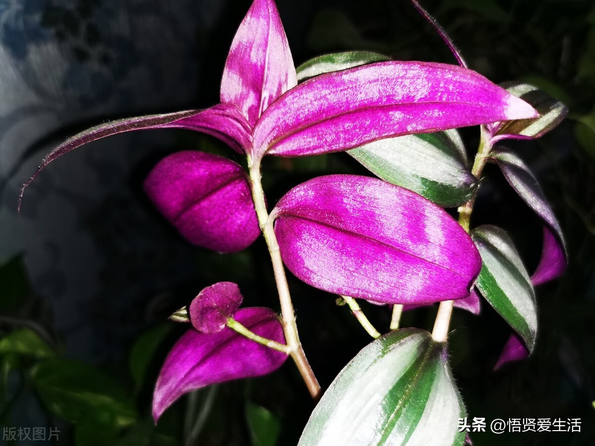 哪种绿色植物是最有效吸甲醛的,刚装修好的新房种什么植物去甲醛