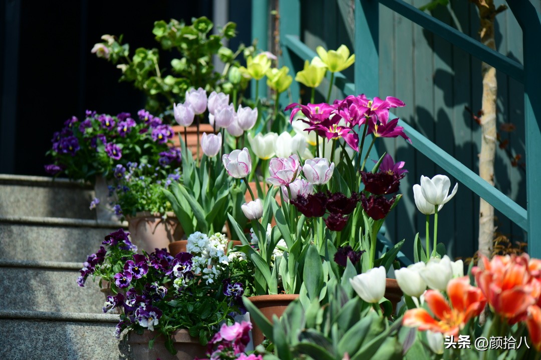 盘点今年河马花园里最美的几款郁金香|园丁