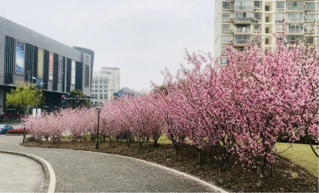 开花植物大全100种,实用分享30款小型开花树种介绍