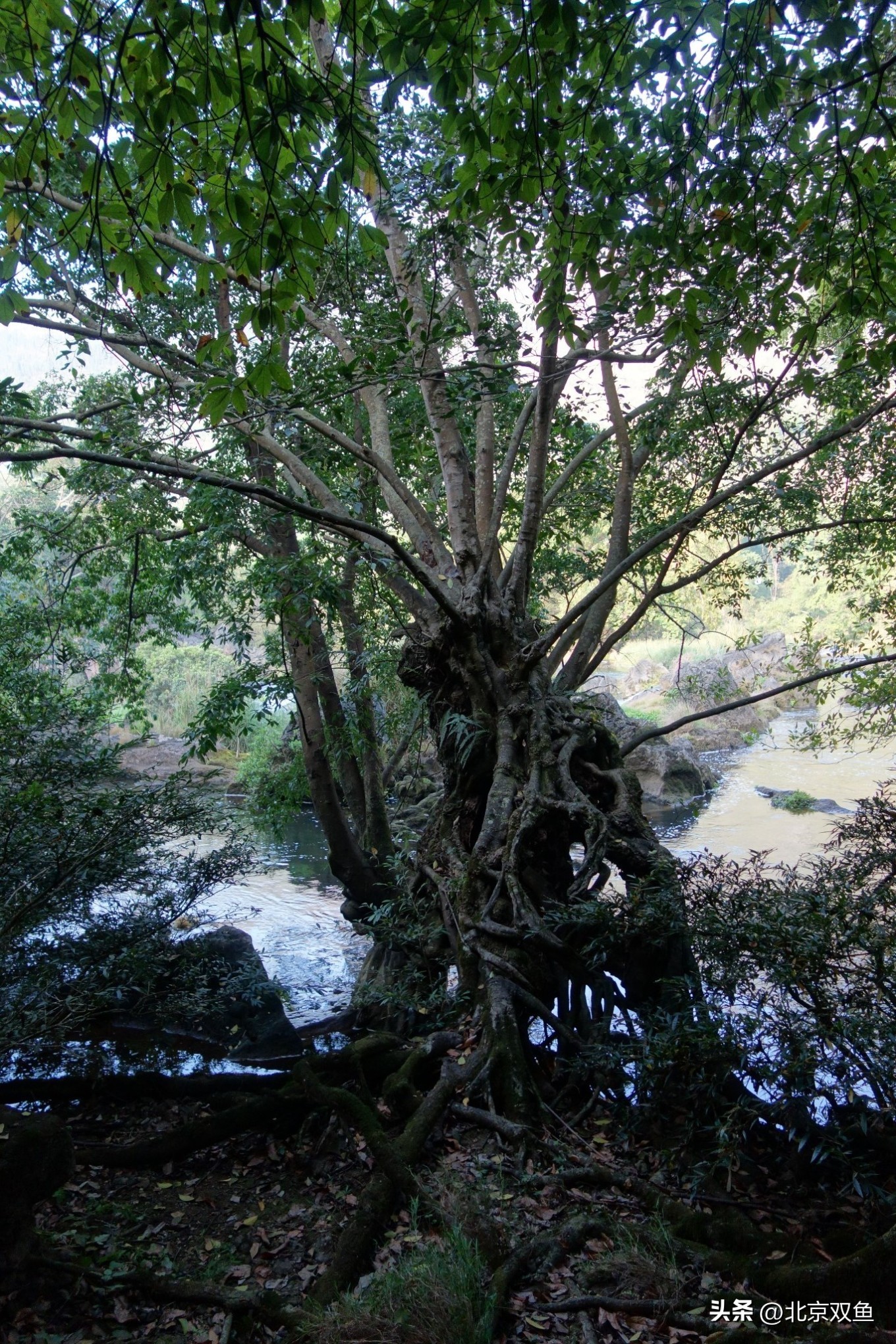 贵州黄果树最美的地方,贵州黄果树旅游攻略自由行