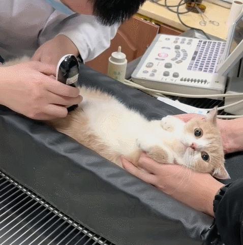 喜当爹!三只公猫凑不出一个蛋,结果...谁给母猫肚子搞大了!