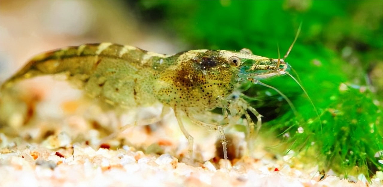 沼泽侧颈龟老是欺负别的龟,沼泽侧颈龟咬乌龟