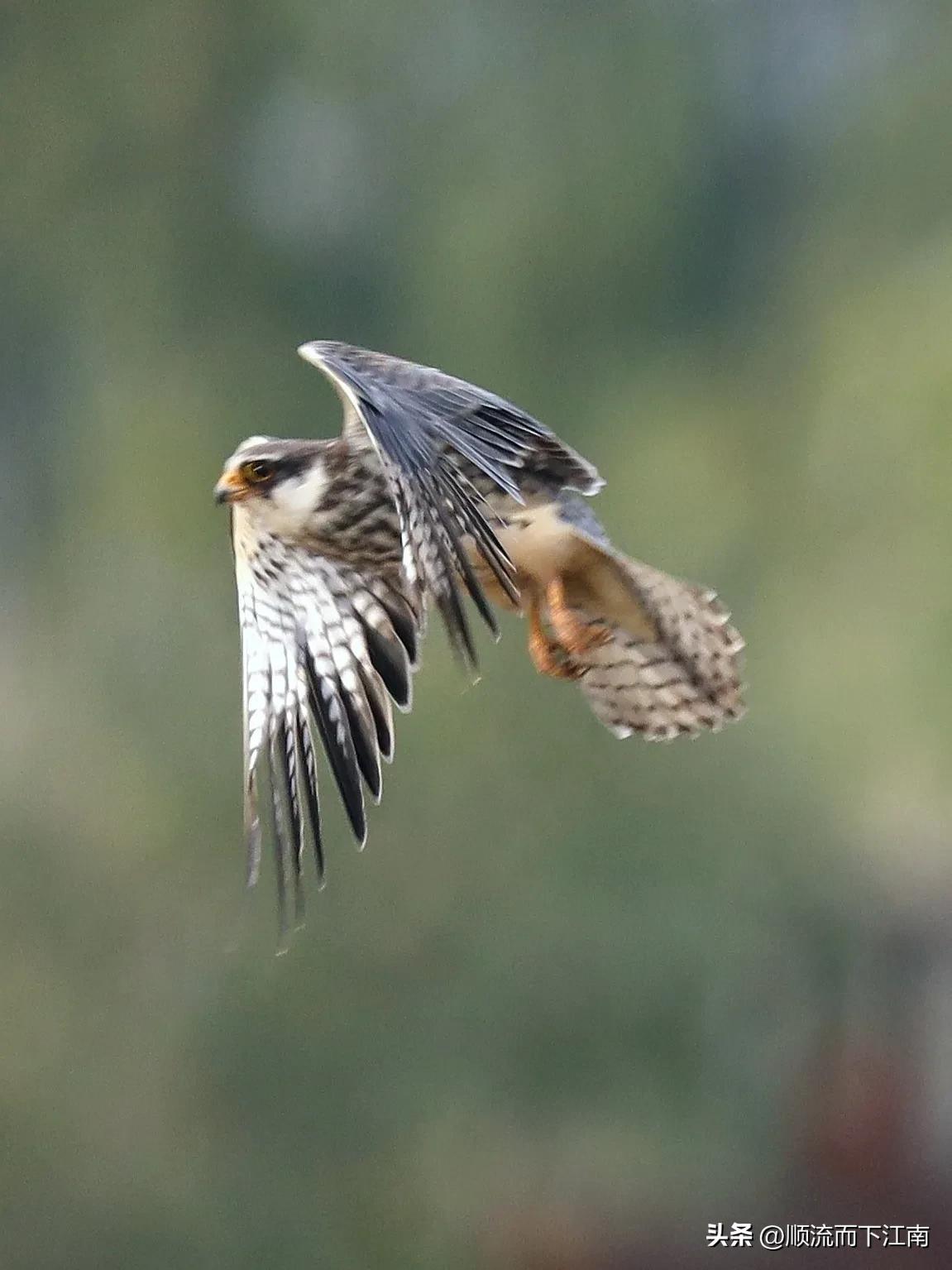 红脚隼叫声,红脚隼