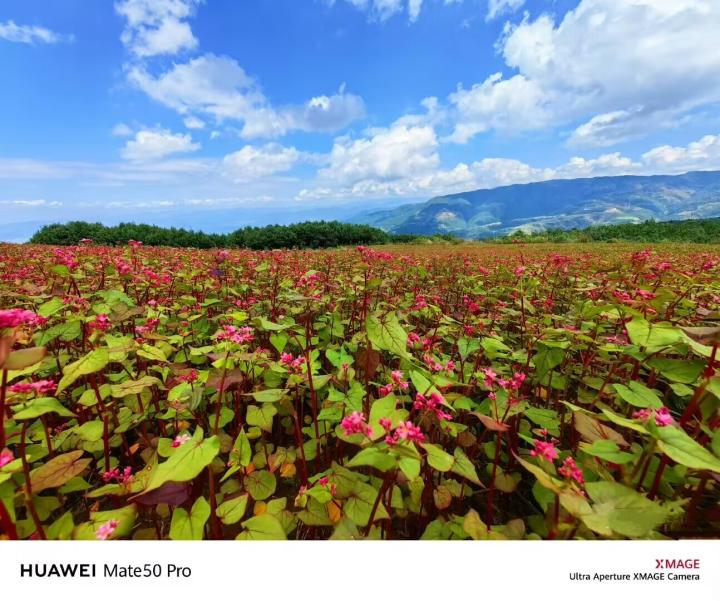 2023年华为性价比最高手机,2023年华为千元性价比最高的手机