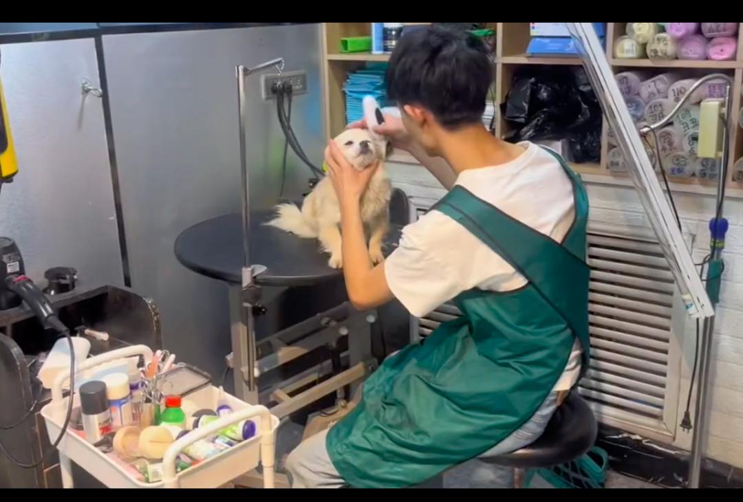 狗狗难产死胎在肚子里待久了,狗狗难产主人用手助产