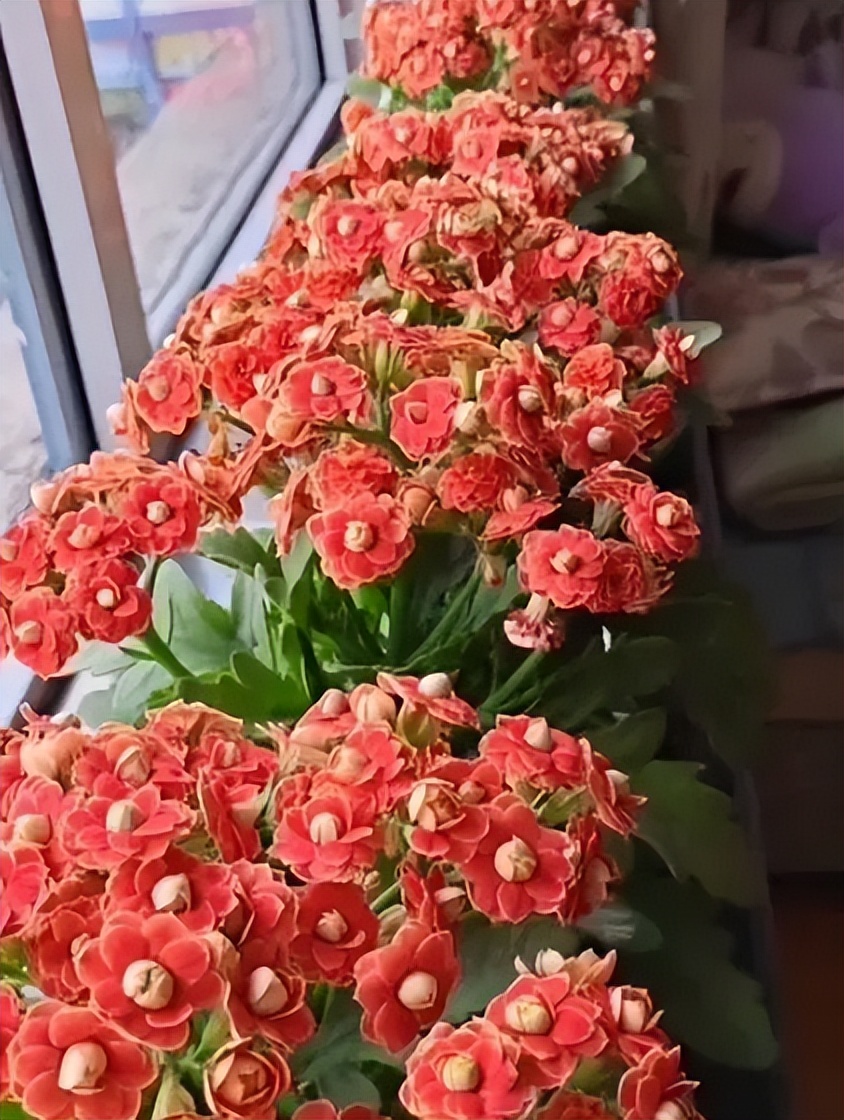 长寿花的扦插方法视频教程,长寿花扦插时间和方法图解