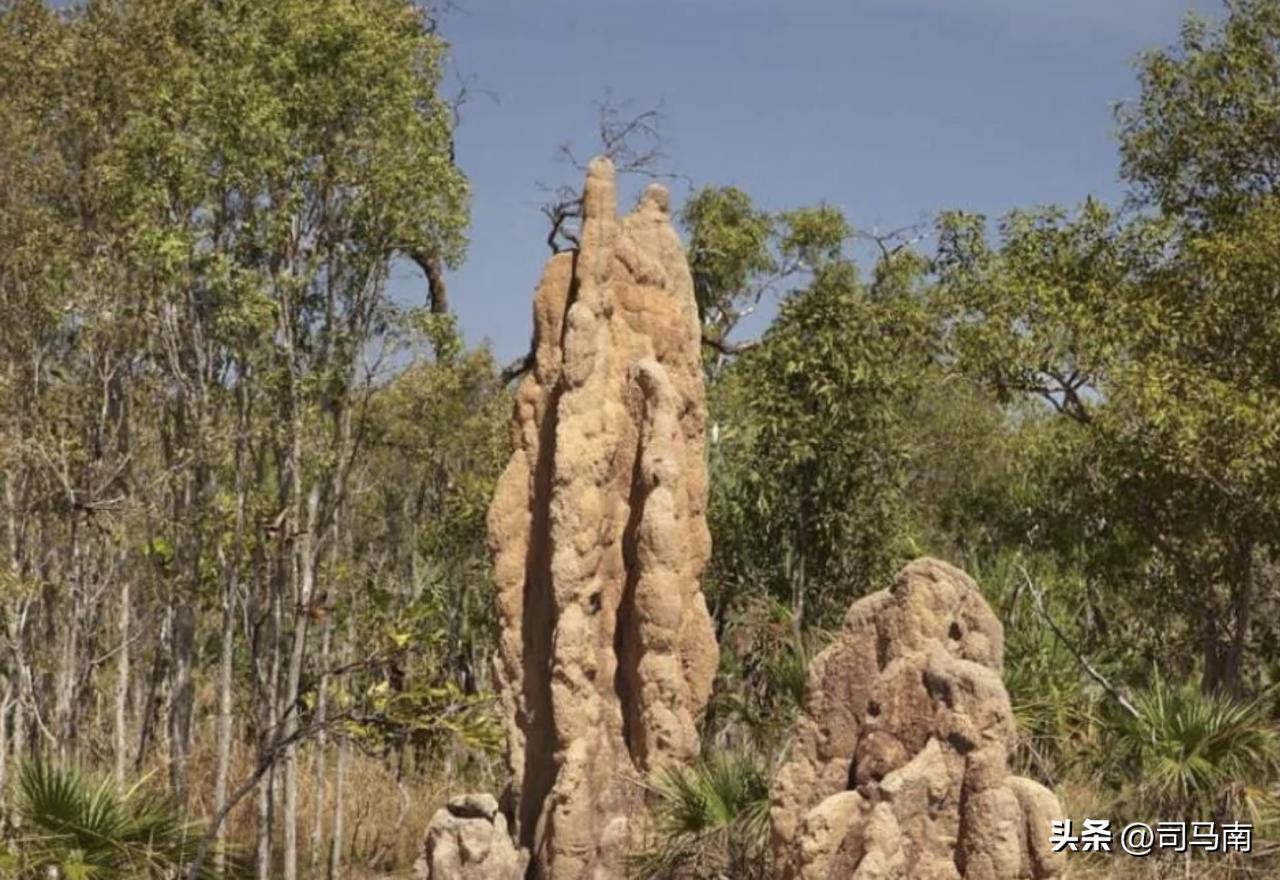 司马南蚁力神事件真相,司马南遭攻击