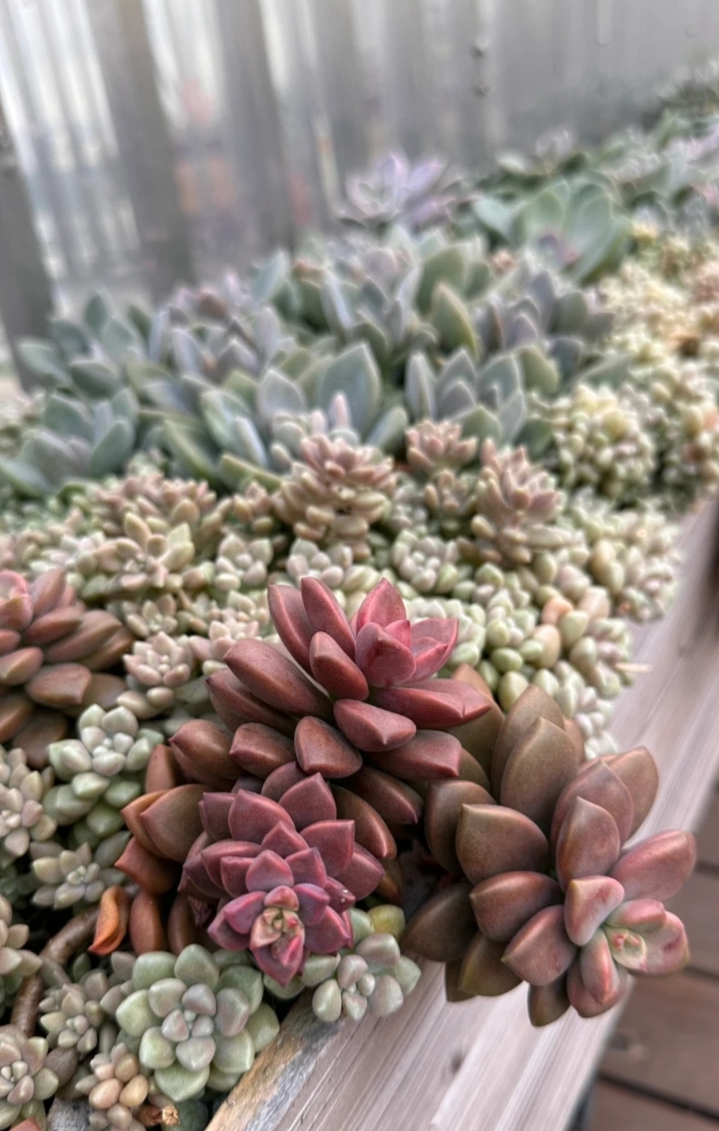 广东能养出好状态的多肉,在广东超级好养的多肉