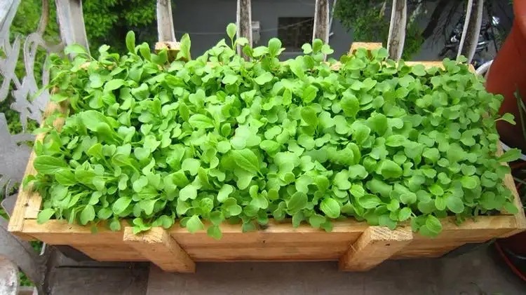 阳台种菜的方法和步骤,阳台种菜的技巧与方法