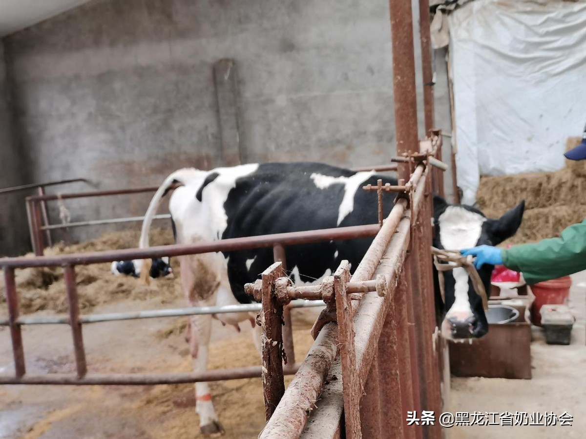 奶牛受胎率低什么原因,母牛胎衣不下的处理方法