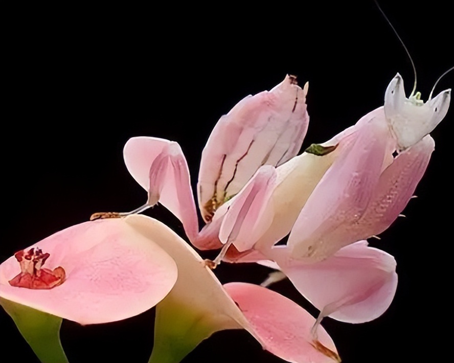 成虫时期的兰花螳螂长什么样子,兰花螳螂是否是自然界原有的物种