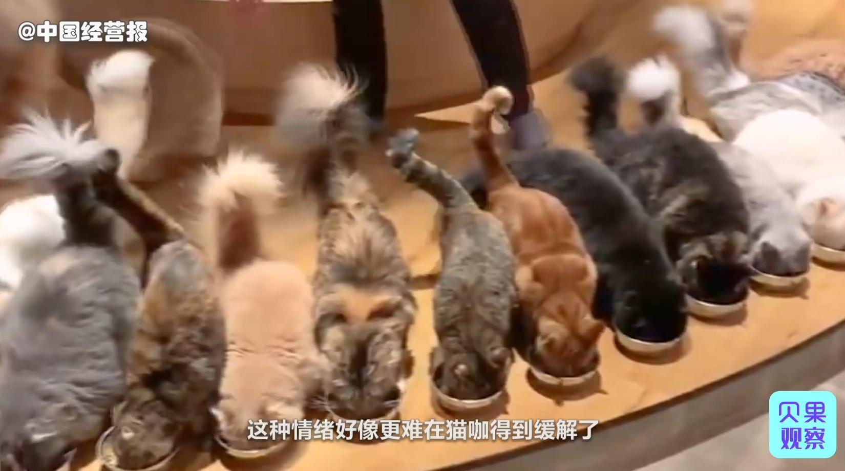 国内外猫咖近几年现状,猫咖到底有多强