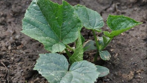 黄瓜半个月没出苗是咋回事,黄瓜种出来老不长得什么病