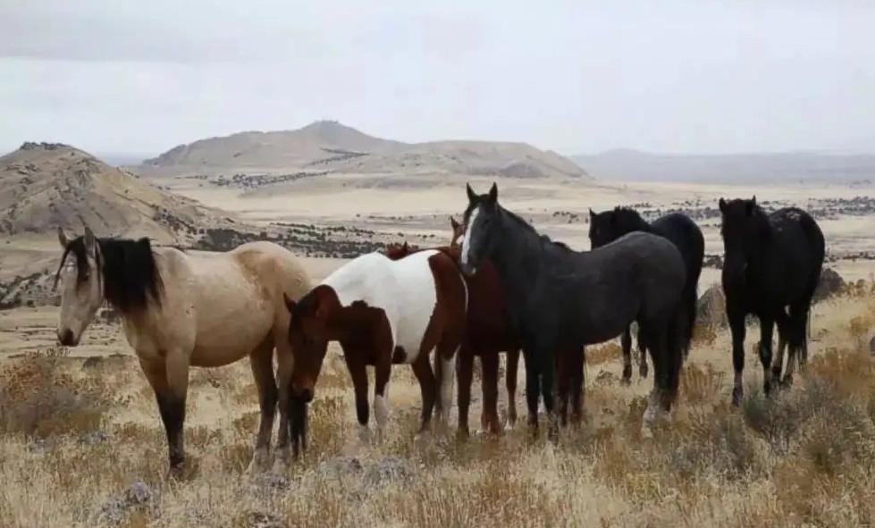 澳大利亚泛滥成灾的马,澳大利亚野马价格表