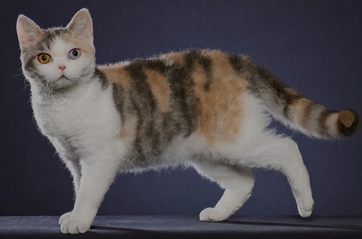 纯种猫咪有哪些颜色,纯种宠物猫有哪些品种