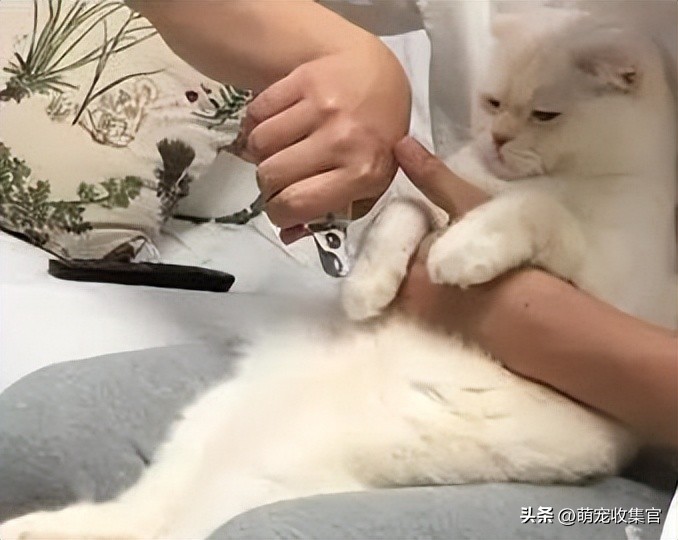 给猫咪剪指甲不小心剪残了怎么办,猫咪怎么剪指甲才不会剪到血线