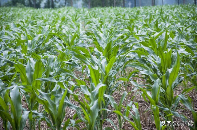 玉米除草剂药害最佳补救方法,玉米24d丁酯除草药害图片