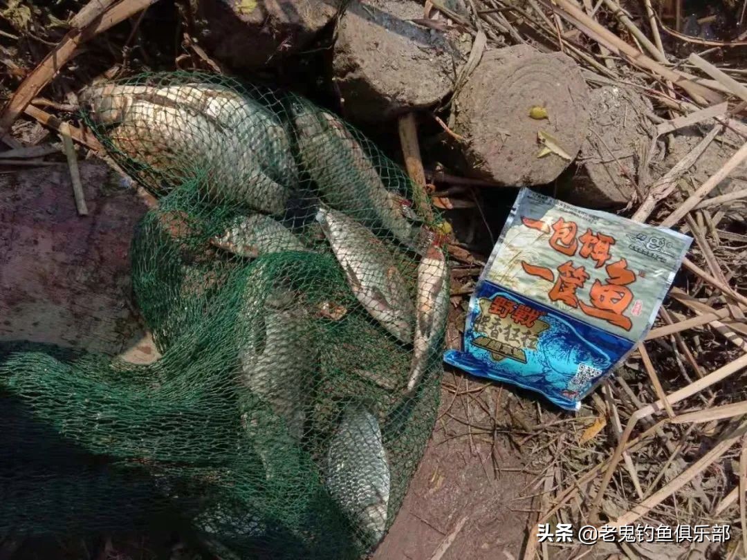 封竿数日再战板鲫，不负好*光春**