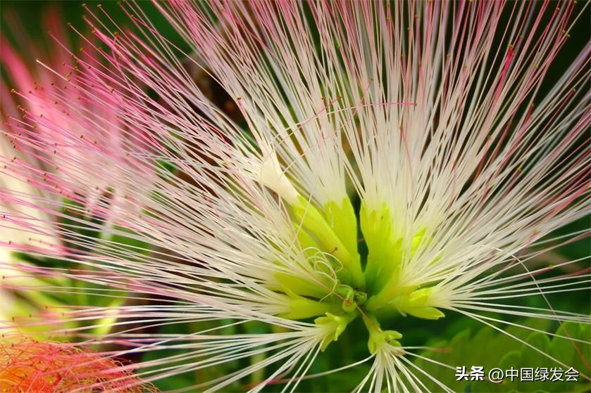 *欢合**：亭亭如盖，花影参差|绿会保护地科普