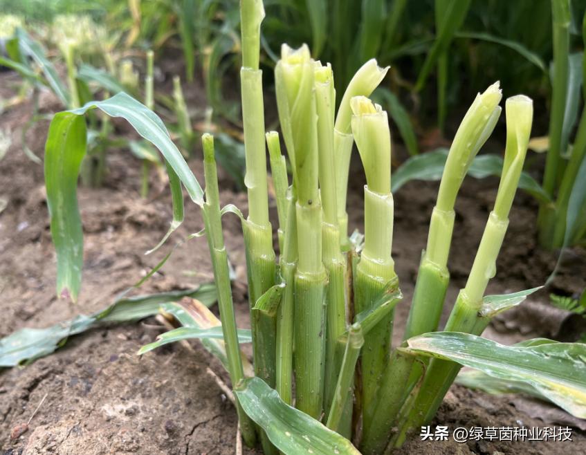 墨西哥玉米草用什么方法收割快,墨西哥玉米种植多长时间可收割