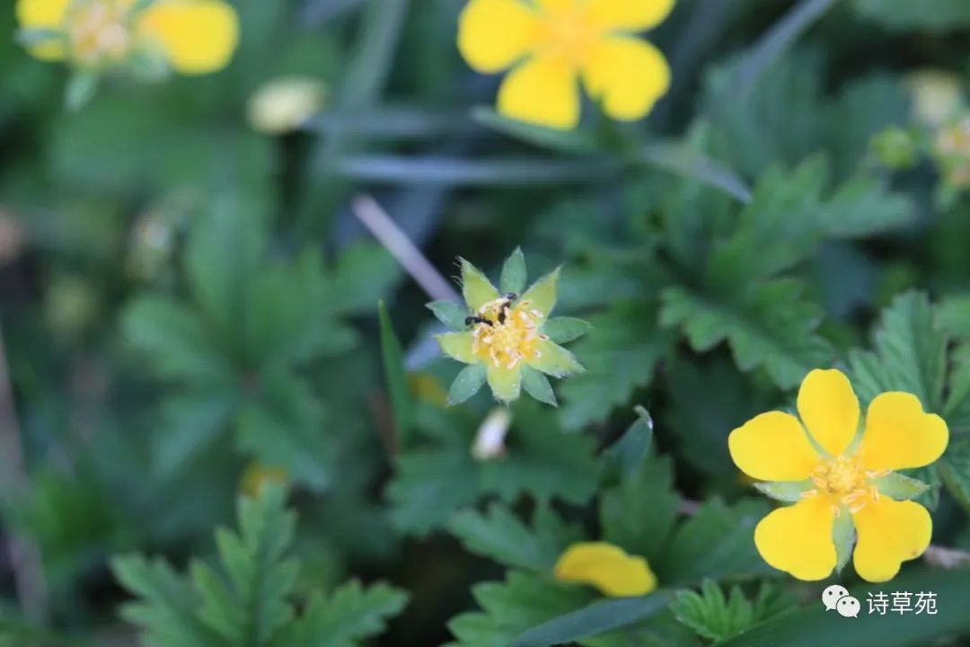 蚂蚁为什么晴天采蜜,蚂蚁在采蜜