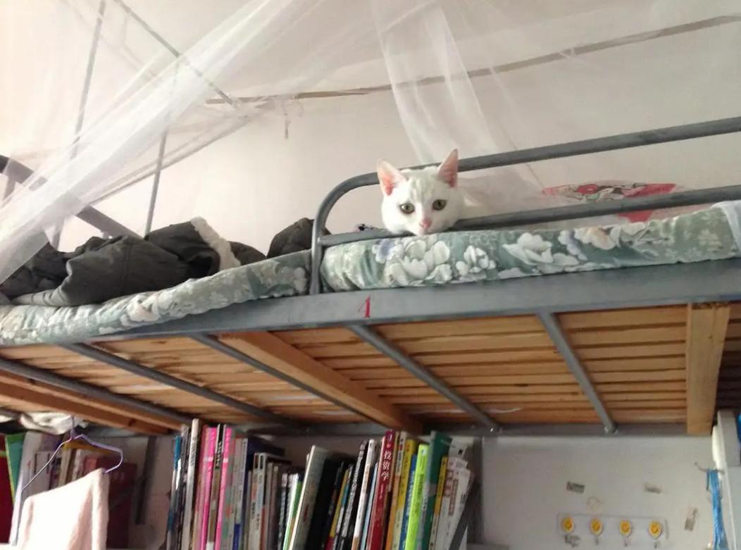 怎么拒绝室友在宿舍养猫,在寝室里养猫室友是一种什么反应