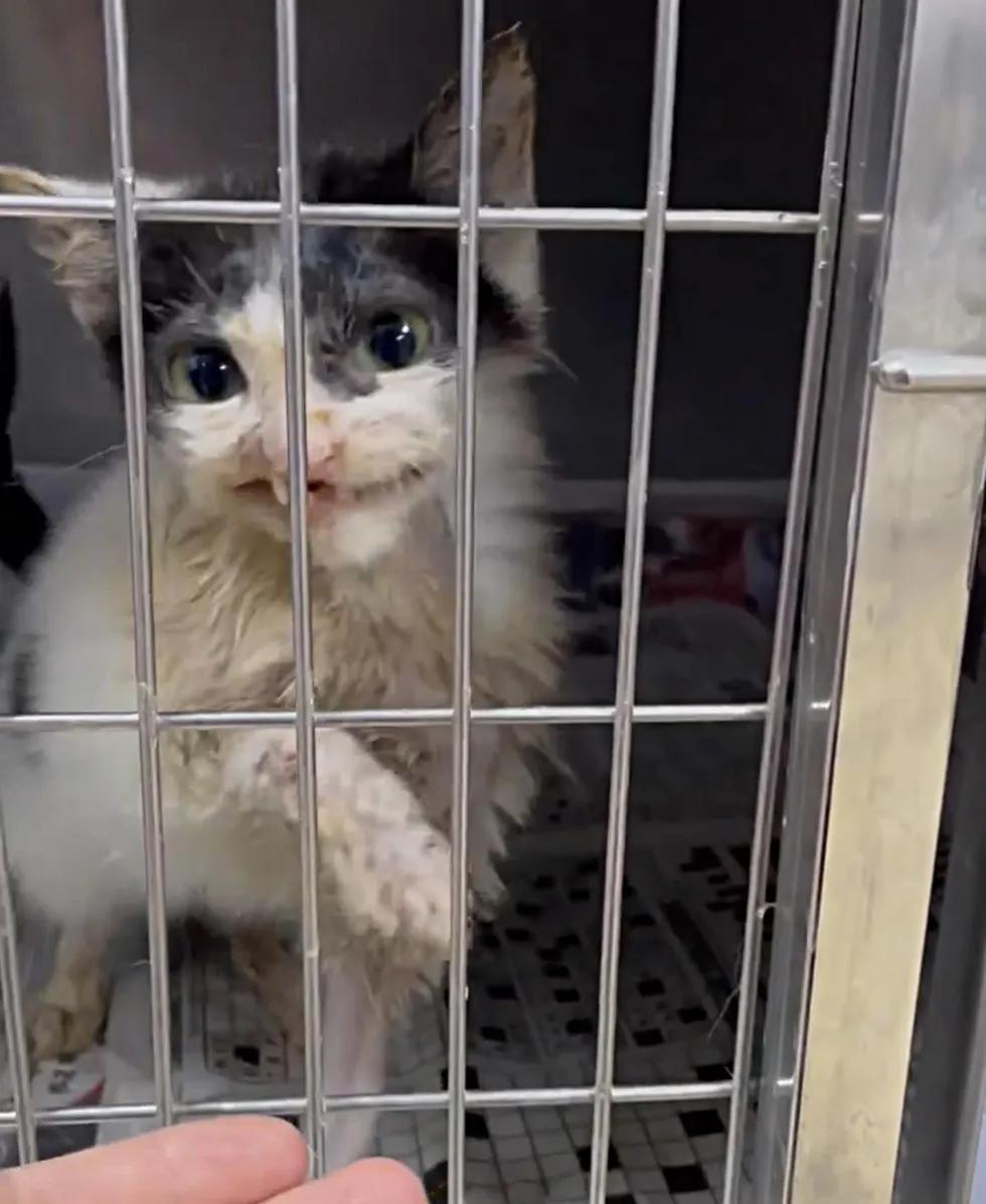 僵尸猫被医院放弃治疗，铲屎官带回家后，却每天都带着灿烂的微笑