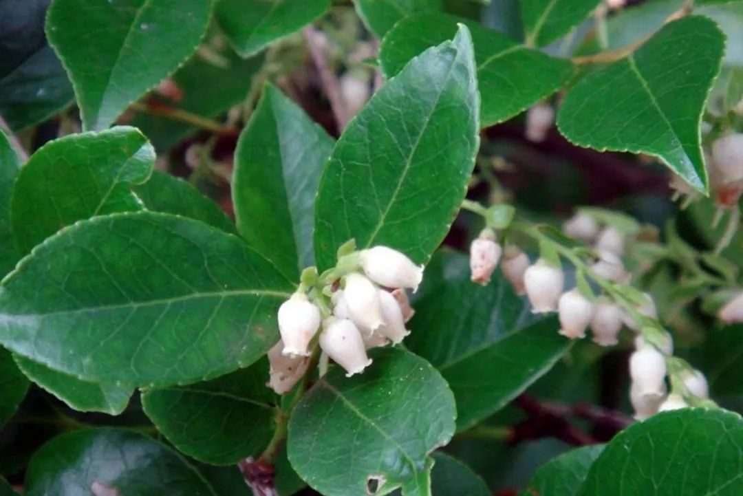 乌饭树果实可以用来染发吗,南烛乌饭树果子能吃吗