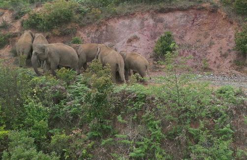 茶语春秋中国茶文化讲了什么,茶话春秋