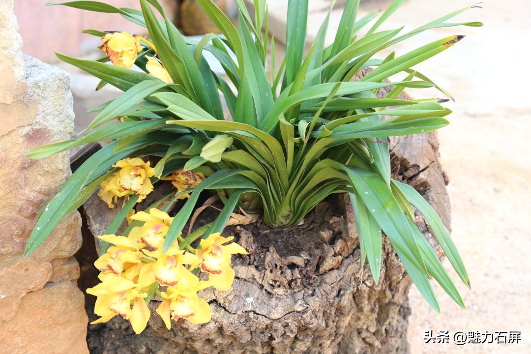 石屏哨冲拖黑村,哨冲镇拖龙黑村图片