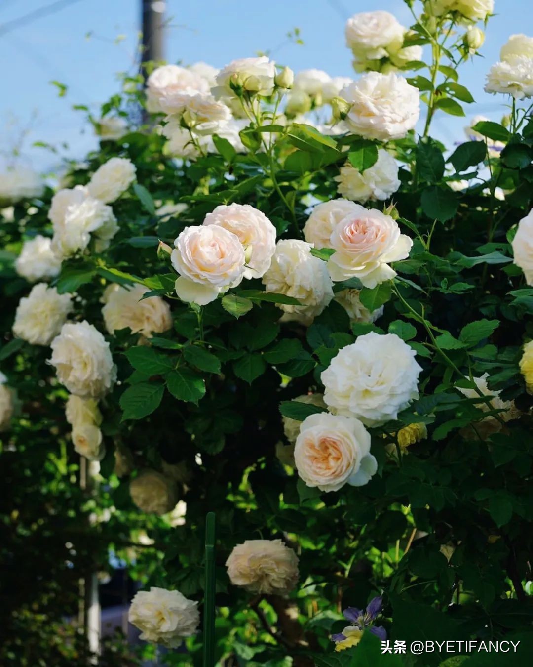 金钻花浇水的正确方法,花干了浇水还能活吗